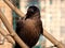 Detail portrait of black bird probably from crow family on the tree branch