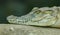 Detail portrait of crocodile from side