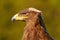 Detail portrait of eagle. Bird in the grass. Steppe Eagle, Aquila nipalensis, sitting on the meadow, forest in background.