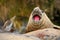 Detail portrait of Elephant seal, Mirounga leonina, fight on the sand beach. Elephant seal with peel off skin.