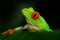 Detail portrait of frog with red eyes. Red-eyed Tree Frog, Agalychnis callidryas, in the nature habitat, Panama. Beautiful frog si