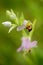 Detail portrait of green insect grasshopper, sitting on beautiful wild flower bee orchid, Male Karpaty, Czech republic