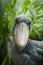 Detail portrait of grey shoebill, Balaeniceps rex. Closeup of stork with big beak. Portrait of rare bird with big beak. Wildlife