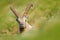 Detail portrait of ibex. Antler Alpine Ibex, Capra ibex, Hidden portrait of wild animal with coloured rocks in background, animal