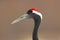 Detail portrait of Japan crane, red cap. Art view on bird portrait. Red-crowned crane, Grus japonensis, head portrait with white a