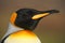 Detail portrait of king penguin