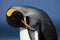 Detail portrait of king penguin cleaning plumage in Antartica