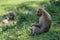 Detail portrait of monkey Gelada Baboons Theropithecus gelada.