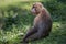 Detail portrait of monkey Gelada Baboons Theropithecus gelada.