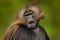 Detail portrait of monkey. Portrait of Gelada Baboon with open muzzle with tooths. Portrait of monkey from African mountain.