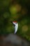 Detail portrait of Ocellated turkey, Meleagris ocellata, rare bizar bird, Tikal National Park, Gutemala. Wild turkey, ruins forest