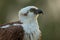 Detail portrait of osprey, bird of prey with yellow eye and curved bill, Florida, USA