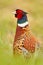 Detail portrait of pheasant. Common Pheasant, bird with long tail on the green grass meadow, animal in the nature habitat, France.