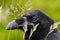 Detail portrait of raven hidden in grass. Black bird raven with open beak sitting on the meadow. Close-up of black bird with thick