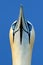 Detail portrait of sea bird. Northern gannet, detail head portrait of sea bird, sitting on the nest, with dark blue sea water in