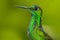 Detail portrait of shinne green glossy bird. Beautiful scene with shiny bird. Green hummingbird Green-crowned Brilliant