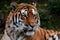 Detail portrait showcases majestic Siberian tigers powerful presence