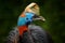 Detail portrait of Southern cassowary, Casuarius casuarius, known as double-wattled cassowary. Australian big forest bird from