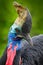 Detail portrait Southern cassowary, Casuarius casuarius, known as double-wattled cassowary, Australian big forest bird, detail hid