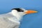Detail portrait of tern. Tern in the water, cleaning plumage. Royal Tern, Sterna maxima or Thalasseus maximus, seabird on the beac