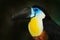 Detail portrait of toucan. Bill toucan portrait. Beautiful bird with big beak. Toucan. Big beak bird Channel-billed Toucan sitting
