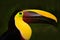 Detail portrait of toucan. Bill toucan portrait. Beautiful bird with big beak. Toucan. Big beak bird Chesnut-mandibled sitting on