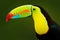 Detail portrait of toucan. Bill toucan portrait. Beautiful bird with big beak. Toucan. Big beak bird Chesnut-mandibled sitting on