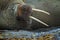 Detail portrait of Walrus with big white tusk, Odobenus rosmarus, big animal in nature habitat on Svalbard, Norway