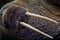 Detail portrait of Walrus with big white tusk, Odobenus rosmarus, big animal in nature habitat on Svalbard, Norway