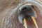 Detail portrait of Walrus with big white tusk, Odobenus rosmarus, big animal in nature habitat, Svalbard, Norway. Close-up portrai