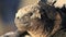 Detail portrait of watchful marine iguana