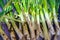 Detail of the preparation of calÃ§ots or tender onions