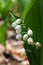 Detail of pretty white bell shaped hanging flowers of Lily Of The Valley, highly poisonous plant, latin name Convallaria Majalis.