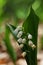 Detail of pretty white bell shaped hanging flowers of Lily Of The Valley, highly poisonous plant, latin name Convallaria Majalis.