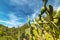 Detail of prickly pears in Sardinia