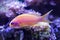 Detail Profile Blue Eyed Anthias Tropical Fish in Yellow and Pink in Fish Tank