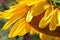 Detail Profile on Sunflower