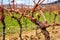 detail of pruned grapevines in early spring