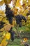 Detail of purple grapes in winery, autumn