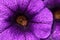 Detail of purple petals and yellow flower center of decorative flower, possibly of Geranium or Petunia origin.