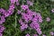 Detail of purple pink flowers of red wood sorrel oxalis r