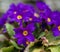 Detail of purple Primula flowers