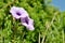 Detail of purple wild bindweed flowers