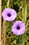 Detail of purple wild bindweed flowers