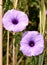 Detail of purple wild bindweed flowers