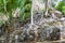 Detail of the pyramid called The Church La Iglesia at the ruins of the Mayan city Coba, Mexi