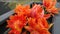 Detail of radiant orange parrot tulips on dark wooden background