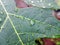 detail of raindrops on papaya leaf