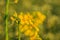 Detail of a rapeseed blossom in summer