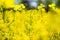 Detail of rapeseed blossoms in a canola field with blurred background